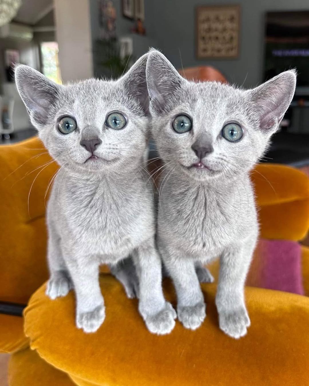 Luna & Sterling - Bonded Pair Russian Blue Kittens for Sale California - Two Russian Blue Kittens - Sibling Pair